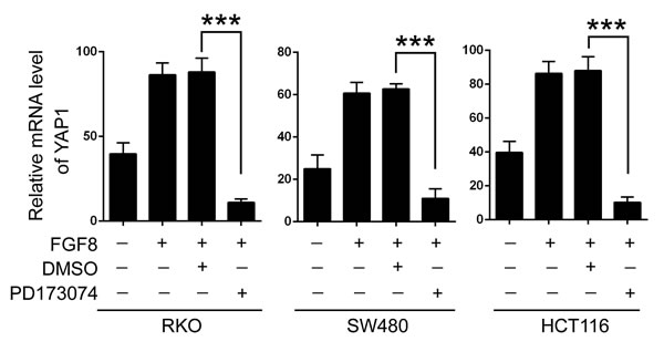 FGF8 activates YAP1 signaling through increasing the transcription of YAP1.