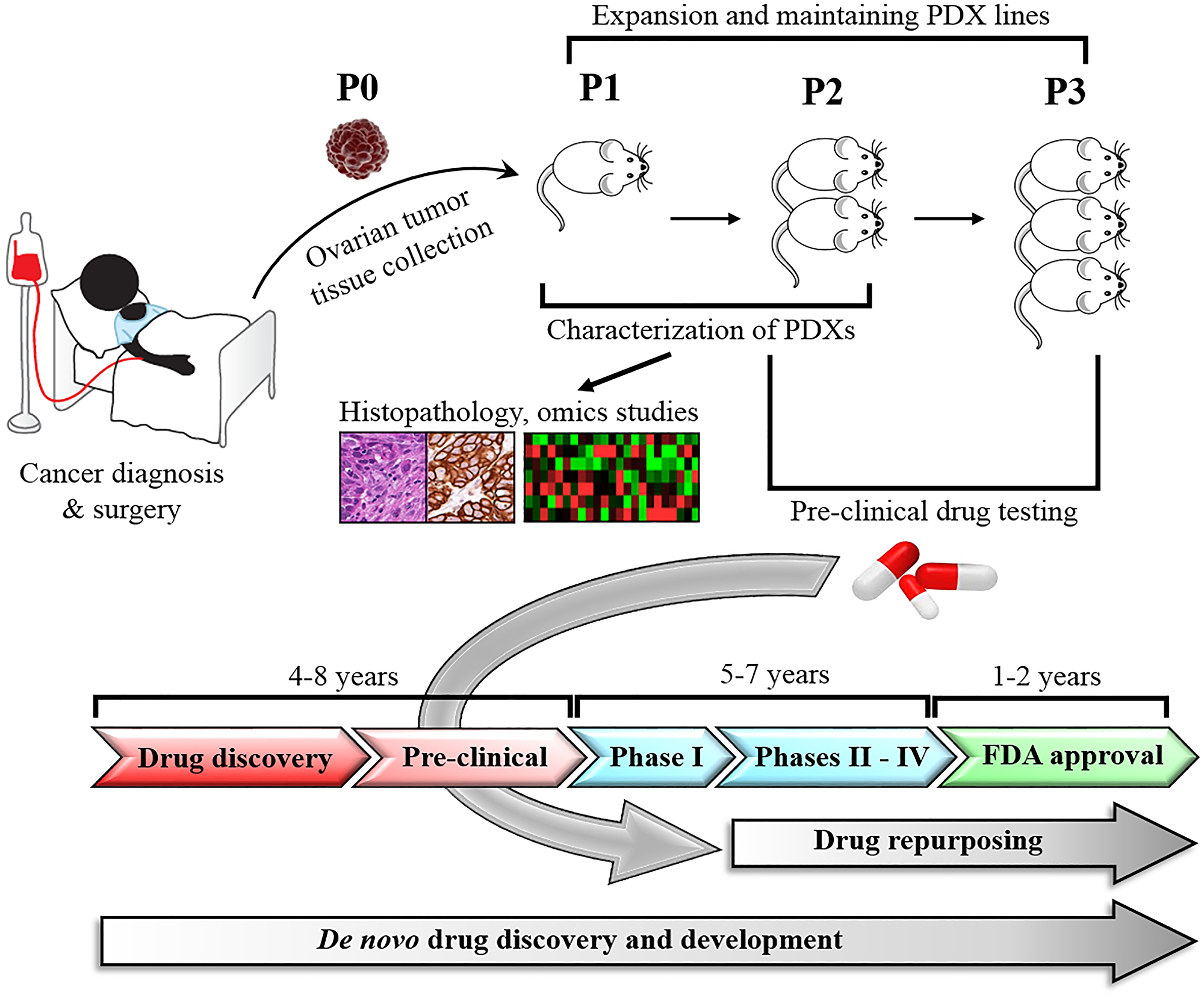 Development and application of PDX models in drug repurposing.