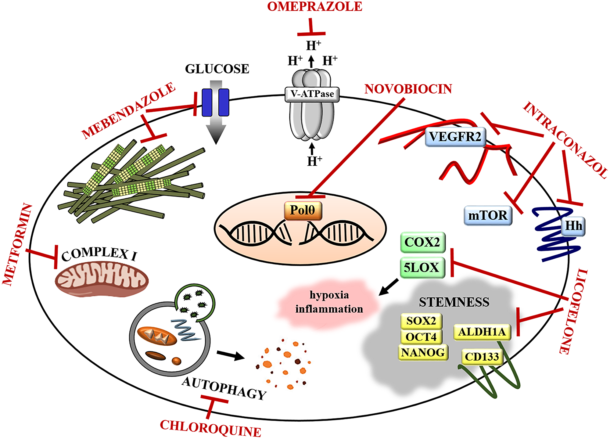 Repurposed drugs targets in ovarian cancer.