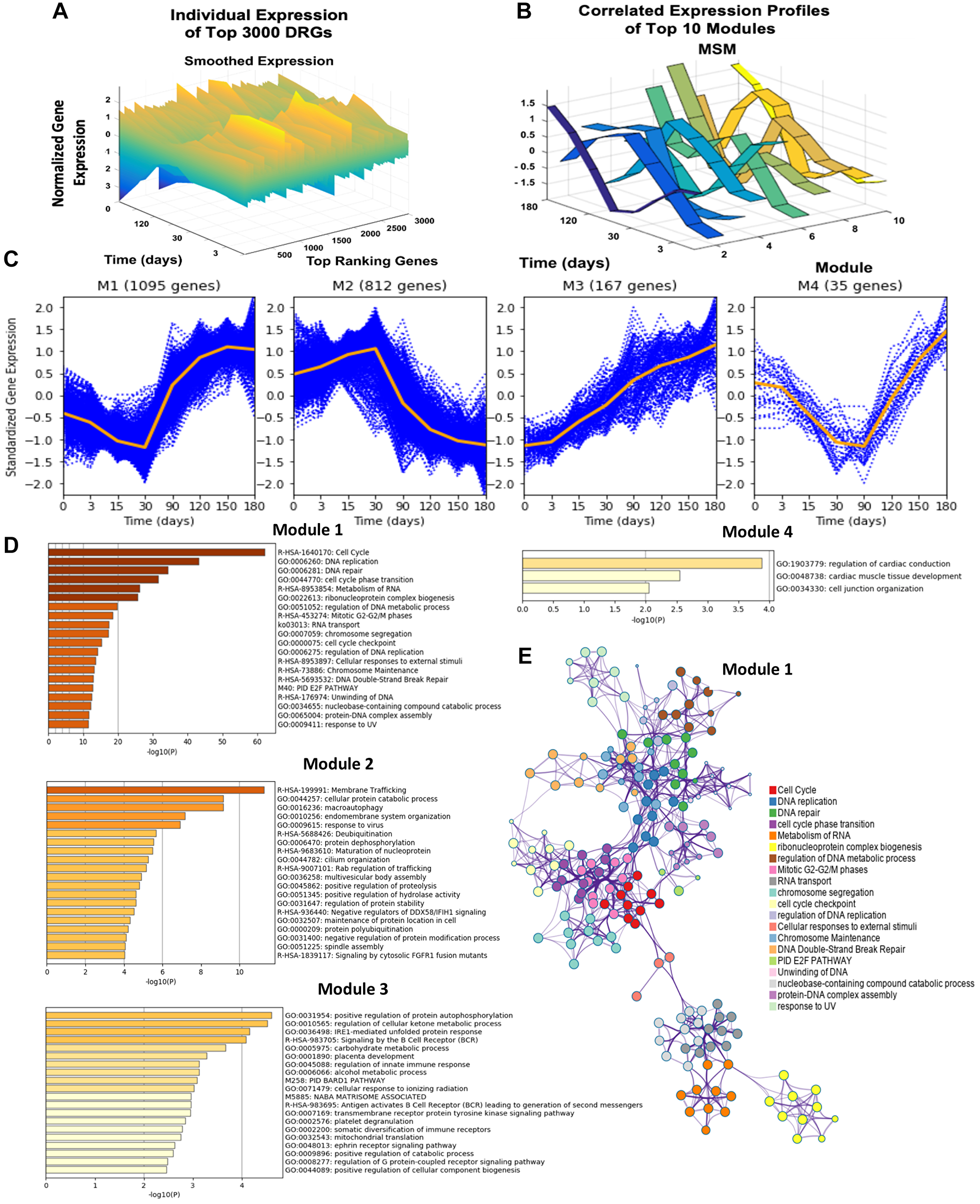 Dynamic gene expression analysis results, gene expression trends of top four modules, and network analysis of the top four modules DRGs using Metascape.