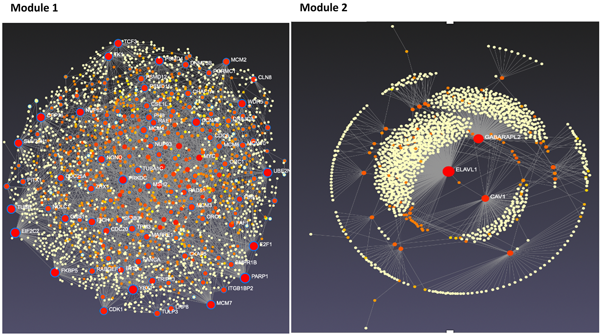 Tissue-specific protein-protein interaction network for modules 1 and 2 candidate genes.