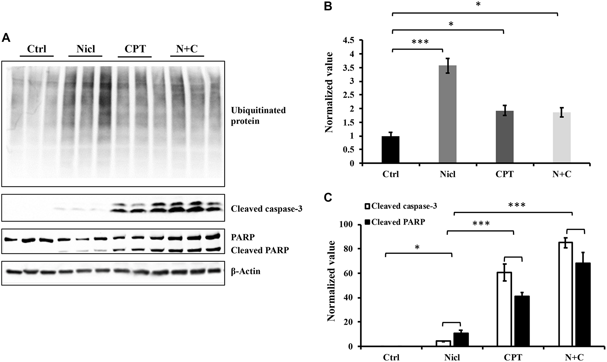 Niclosamide and CPT induce protein ubiquitination respectively and synergistically enhance caspase-3 and PARP cleavage.