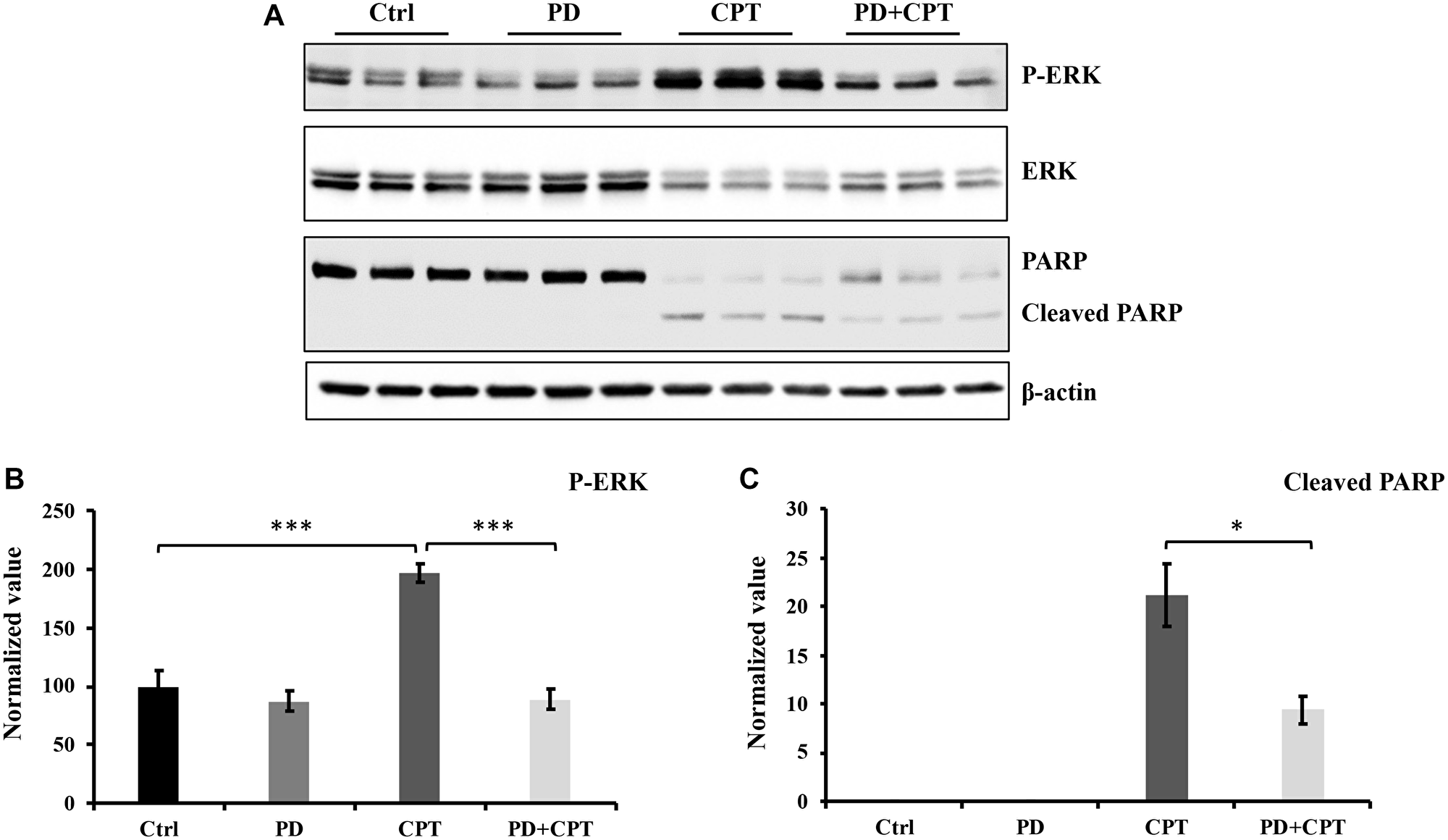 The activation of ERK by CPT has no significant effect on cell apoptosis.