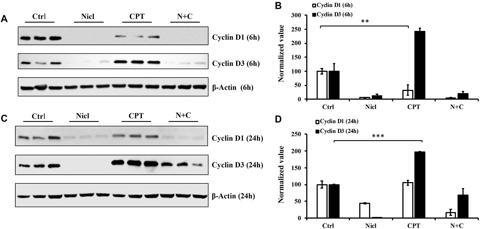 Niclosamide represses cyclin D1 expression, whereas CPT markedly enhances cyclin D3 expression.