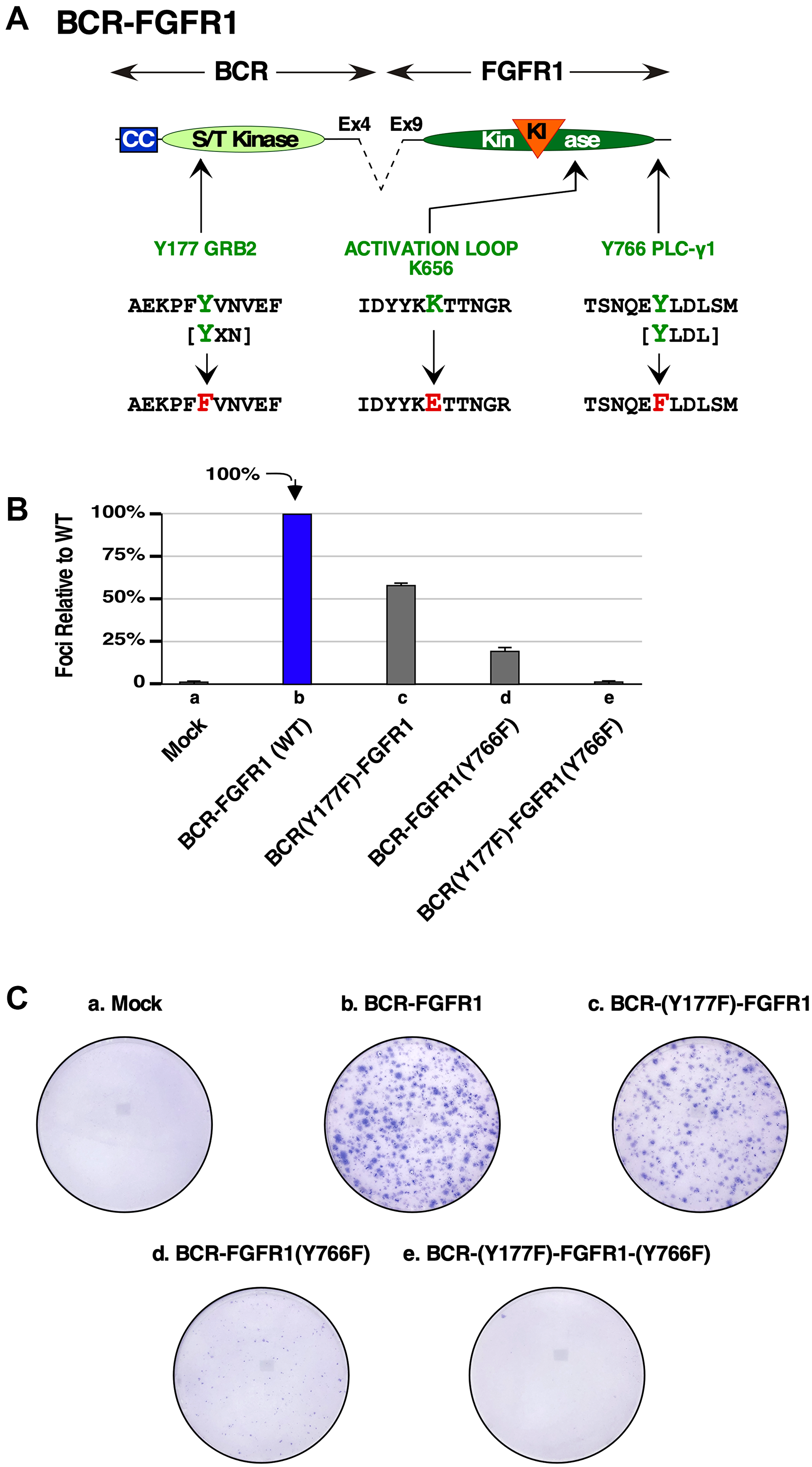 Biological assays of BCR-FGFR1 or the BCR-FGFR1 derivatives lacking Grb2 or PLCγ1 interaction sites.