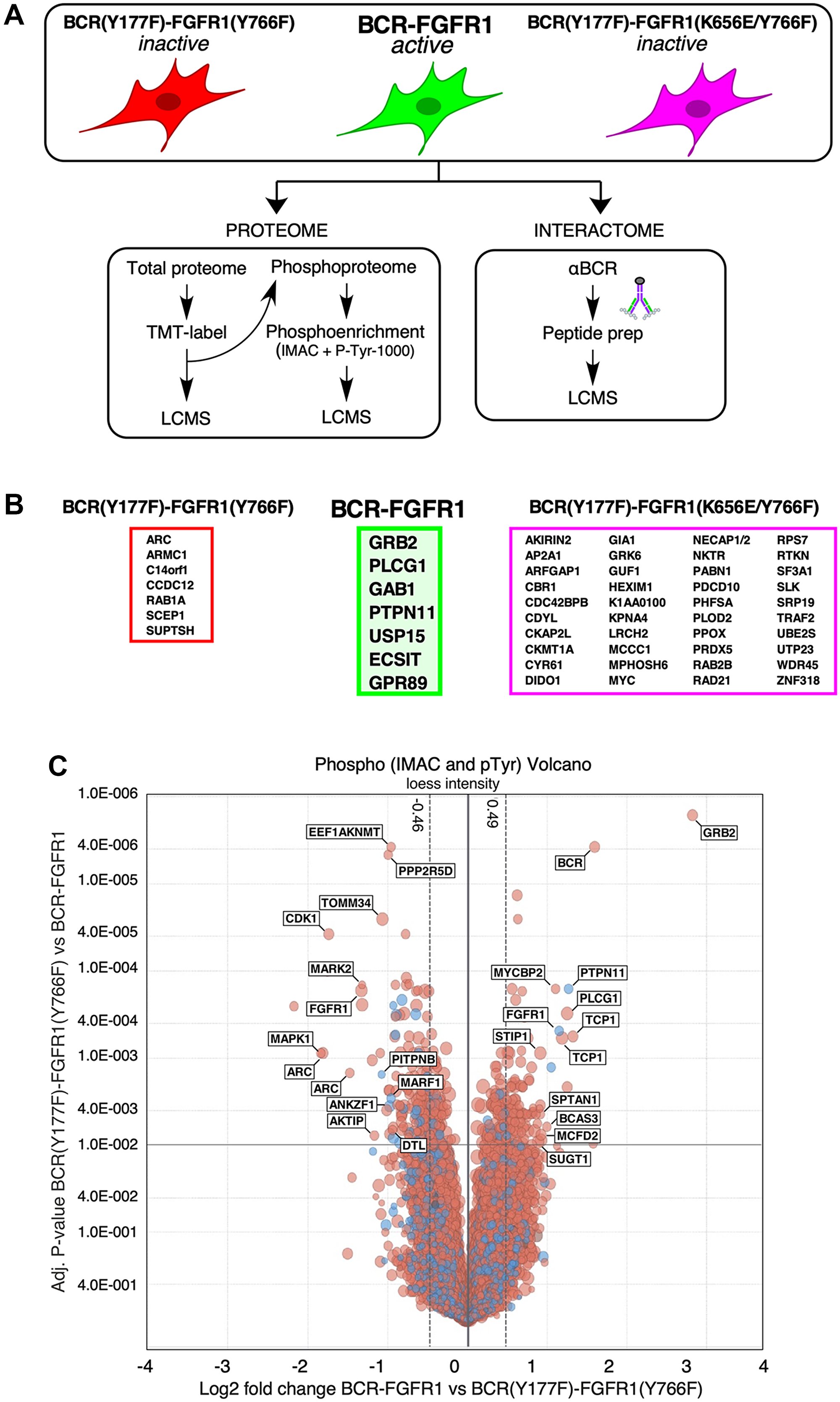 LC-MS/MS determination of the protein interactome and phospho-proteome of BCR-FGFR1 and its inactive derivatives.