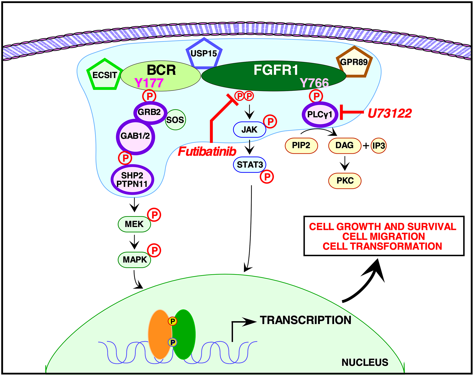 Signaling pathways activated by BCR-FGFR1.