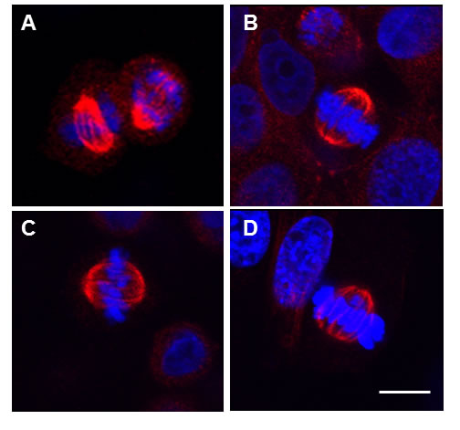 EphrinB1 immunolocalizes to the mitotic spindle in human and mouse cells.