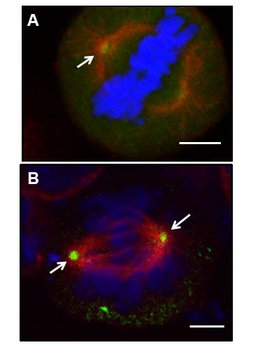 EphrinB1 co-localizes with gamma tubulin at centrosomes.