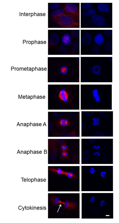 Localization of EphrinB1 throughout the cell cycle.