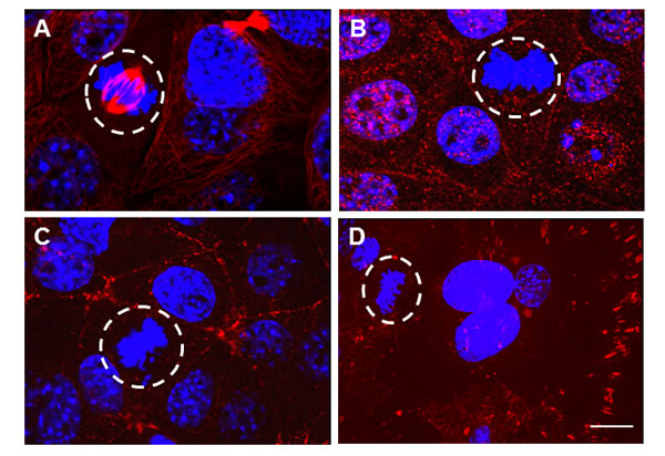 A cleaved, non-phosphorylated fragment of EphrinB1 associates with the mitotic spindle.