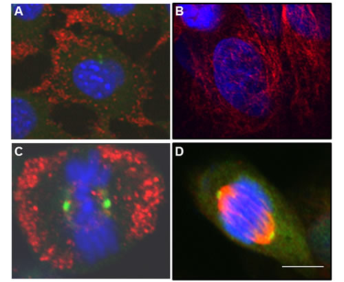 Phosphorylated EphrinB1 is excluded from the mitotic spindle.