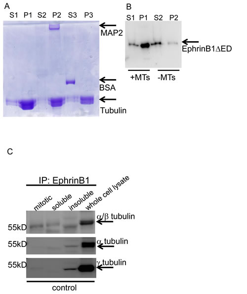 EphrinB1 has novel MAP characteristics and co-immune precipitates with tubulin.