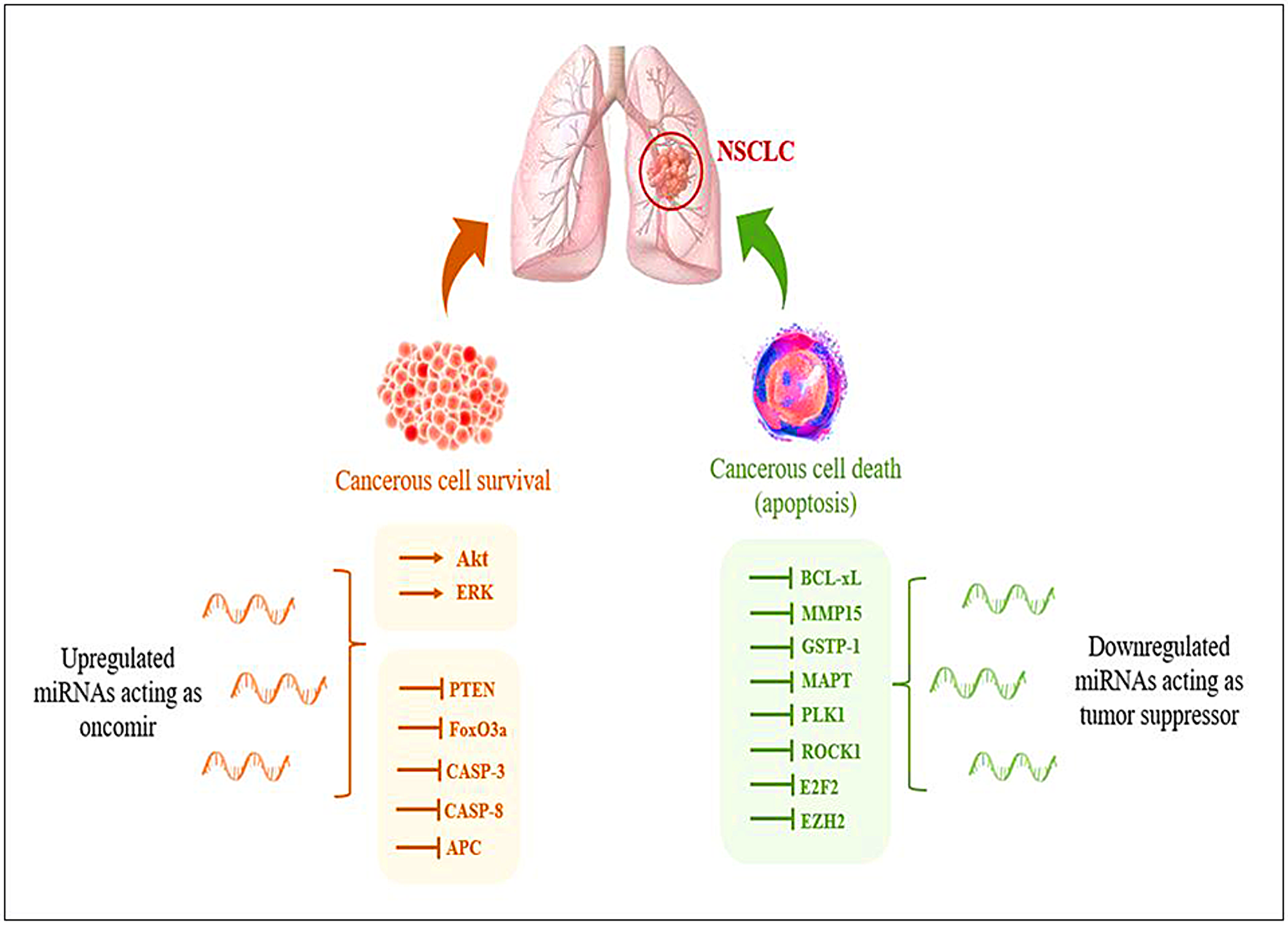 Representation of deregulation of miRNAs during NSCLC aiding in tumor progression.