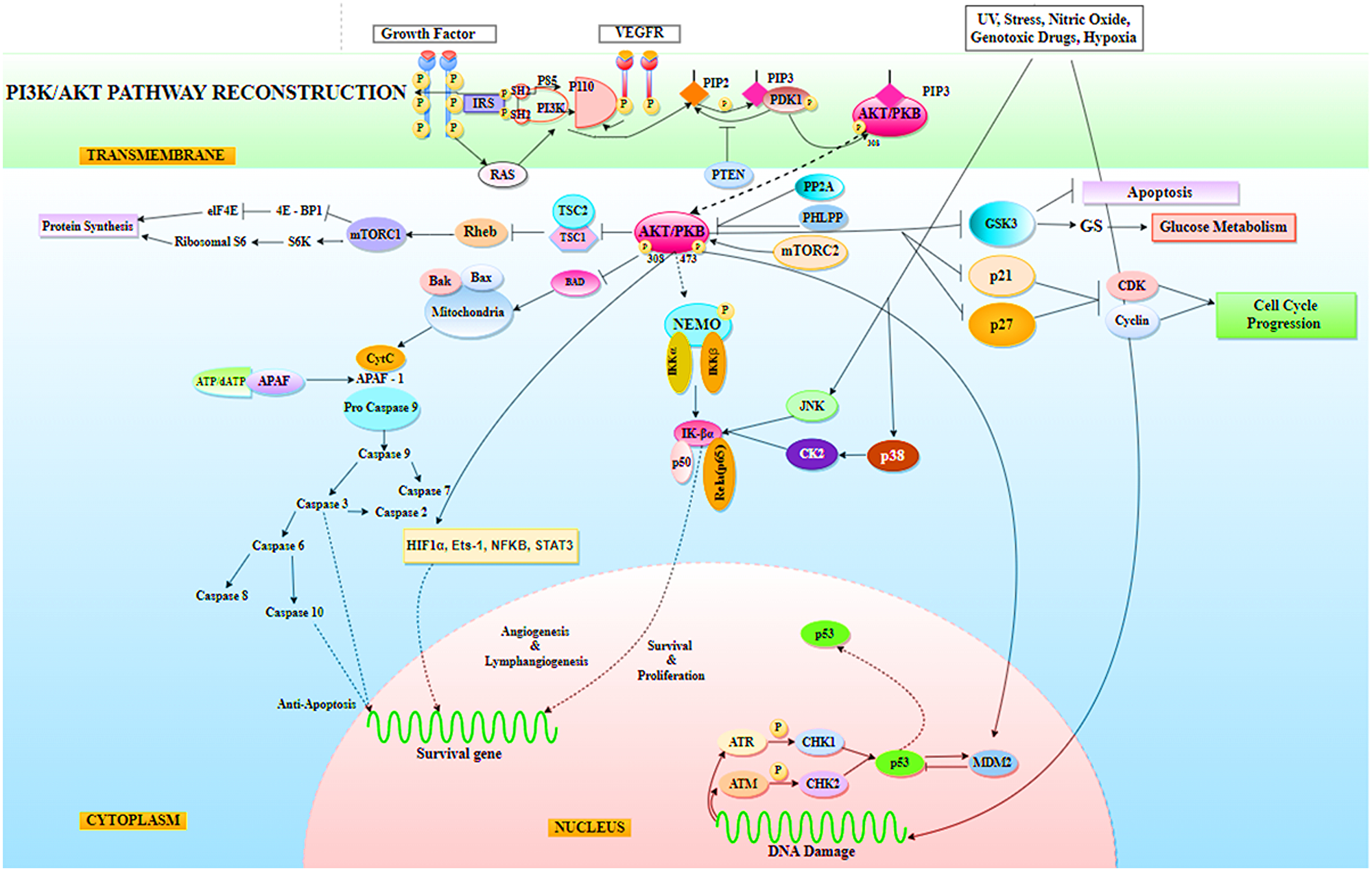 Representation of PI3K/AKT signaling pathway in Non-Small Cell Lung Cancer (NSCLC), where AKT has been found to mediate a variety of cellular processes required by tumor cells for survival, including protein synthesis, glucose metabolism, cell cycle progression, anti-apoptosis, tumor cell angiogenesis and lymphangiogenesis activity for survival, proliferation, metastasis, and invasion.