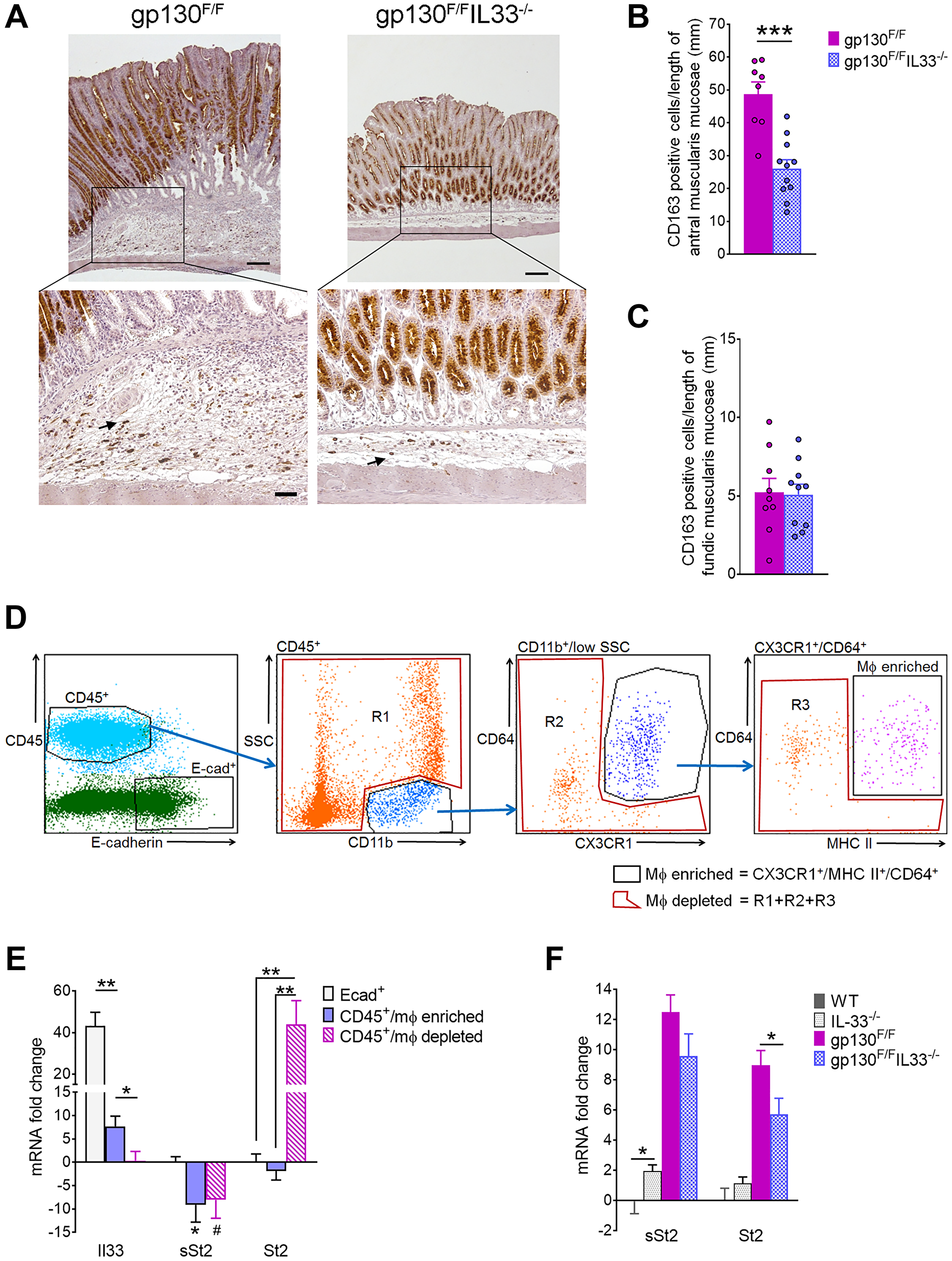 Molecular phenotyping of gastric inflammatory cells in 12 weeks old gp130F/F and gp130F/FIL33−/− mice.