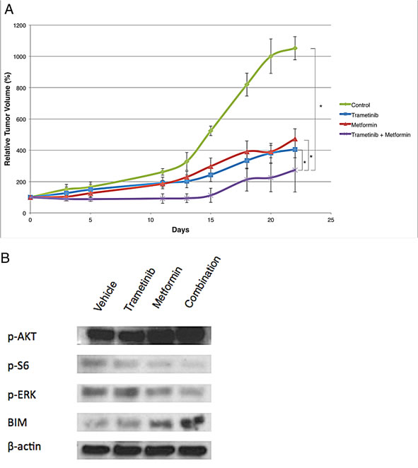 Relative tumor volume and immunoblot analyses for the respective treatment groups in a DO4 melanoma xenograft model.