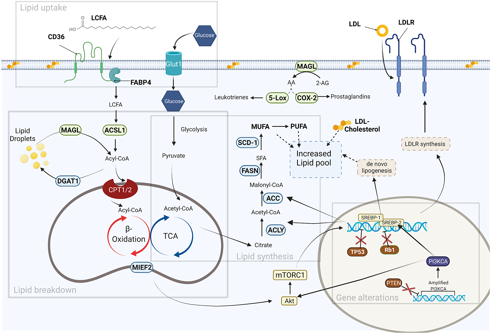 Fatty acid metabolism in cancer.