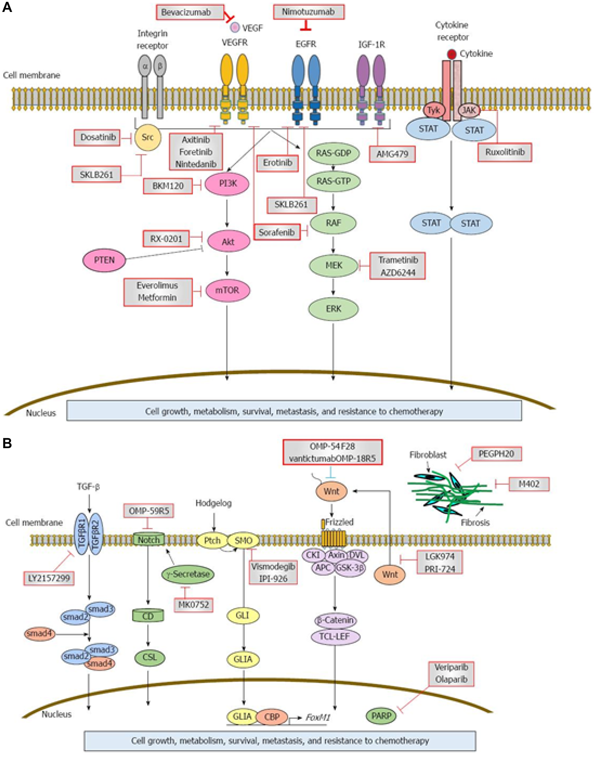 Signaling cascades and therapeutic inhibitors in pancreatic adenocarcinoma (PDAC).