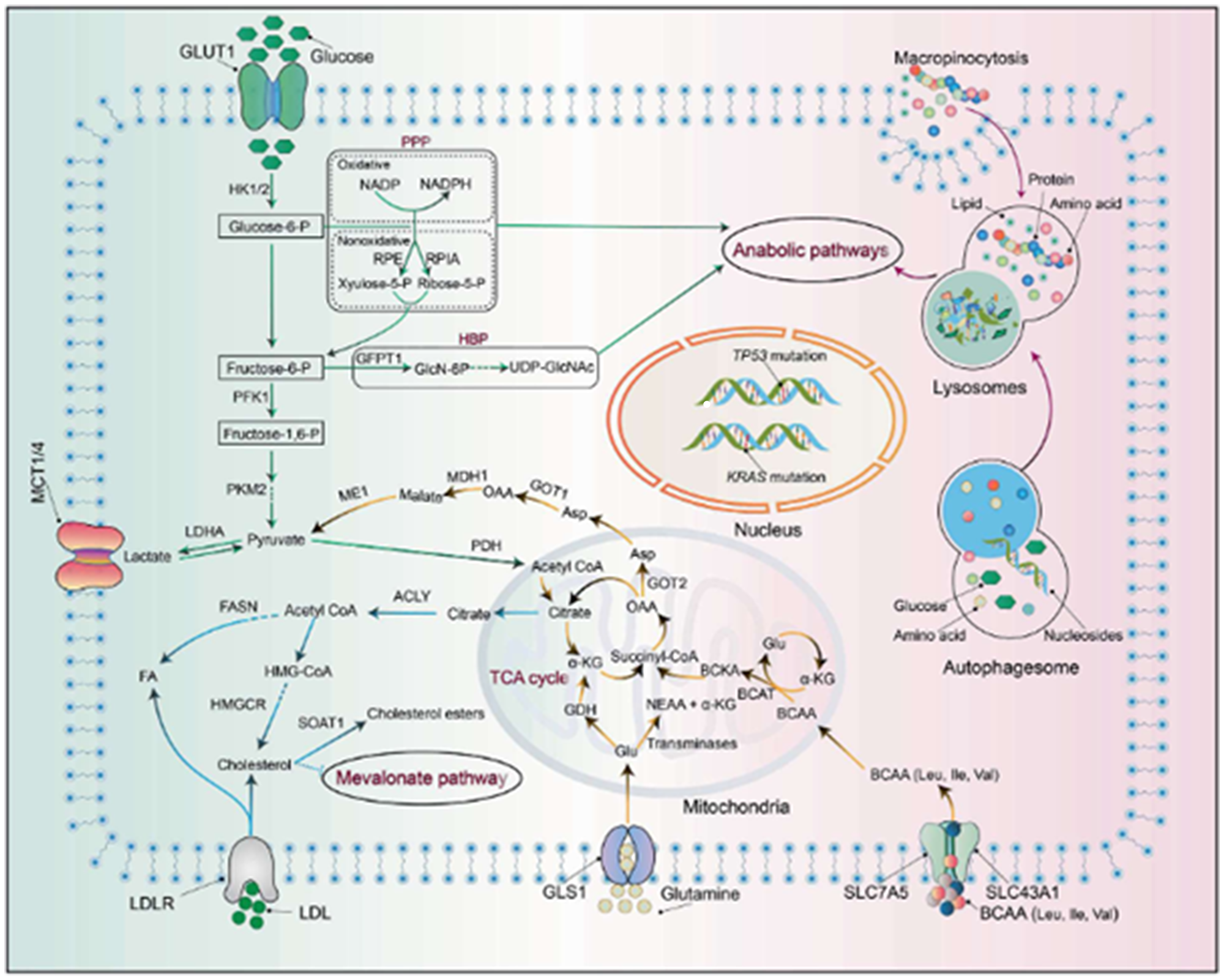 Metabolic reprogramming in pancreatic adenocarcinoma (PDAC).