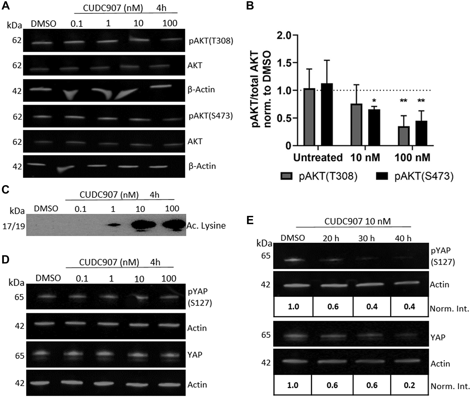 CUDC907 inhibits PI3K and HDAC activity in human MD-SC.