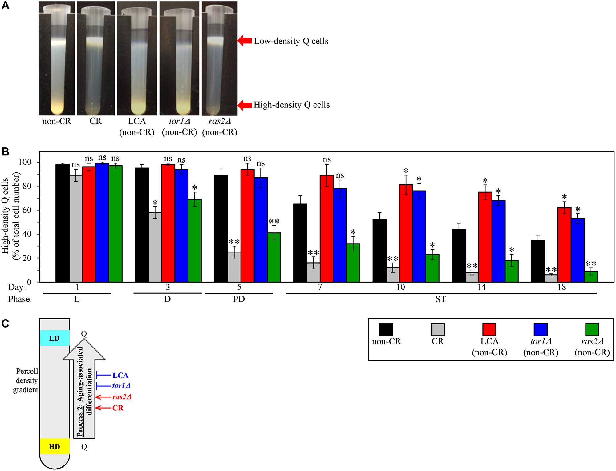 Caloric restriction (CR) and the ras2Δ mutation under non-CR conditions accelerate the process 2 of an age-related conversion of high-density quiescent (Q) cells into low-density Q cells.