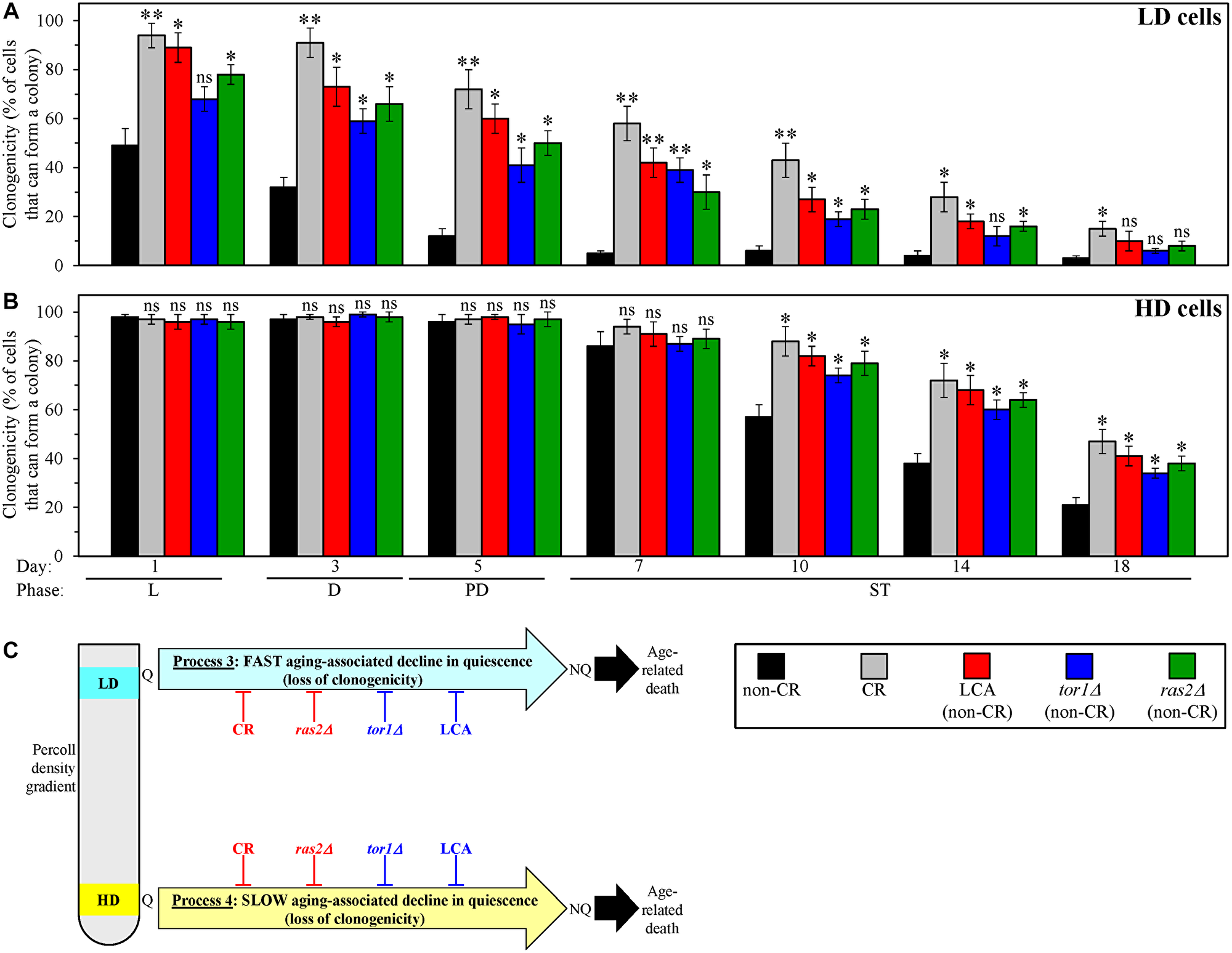 Caloric restriction (CR), lithocholic acid (LCA), the tor1Δ mutation and the ras2Δ mutation postpone an aging-associated decline in the clonogenicities of low-density quiescent (Q) cells and high-density Q cells during processes 3 and 4, respectively.