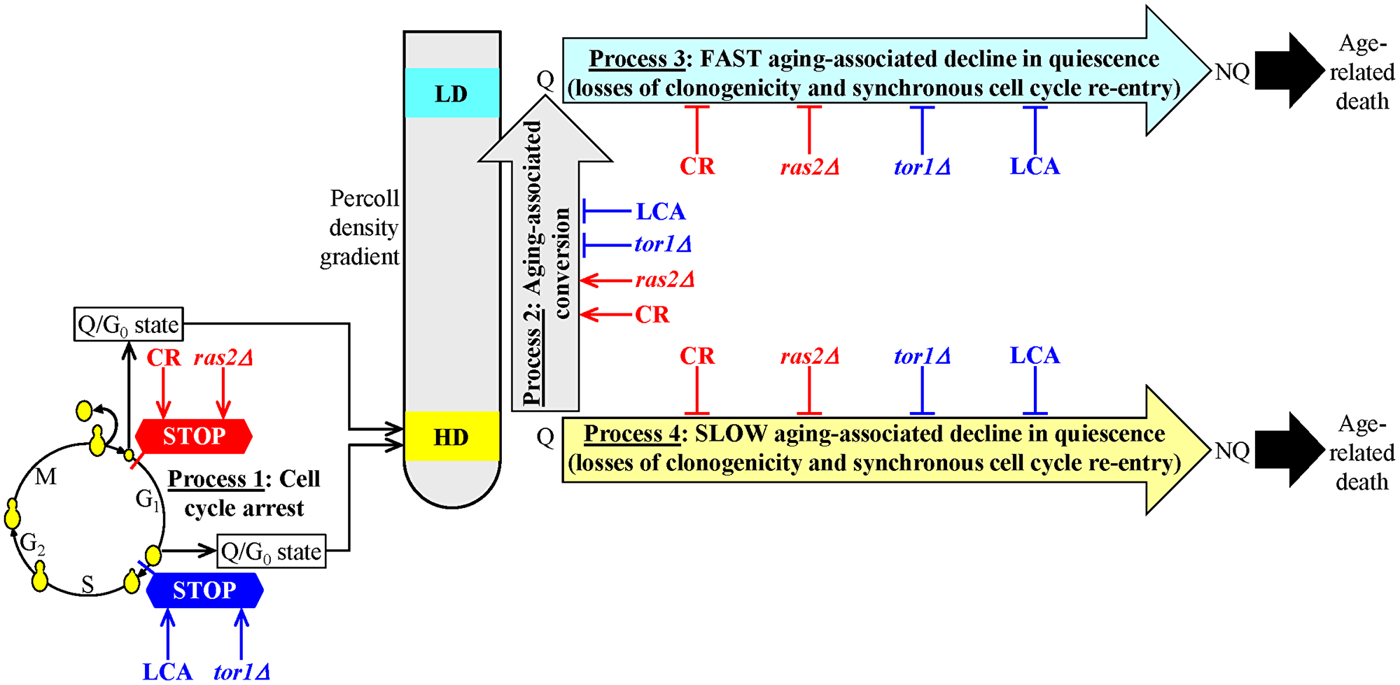 A model for the two different ways of delaying yeast chronological aging by geroprotectors that differently affect the mechanism potentially linking cellular aging to cellular quiescence.