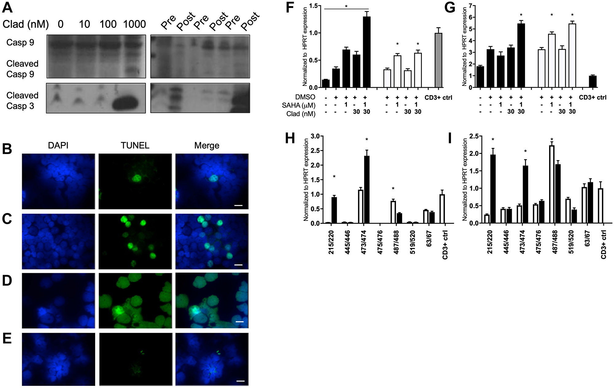 Cladribine and SCR therapy minorly increased apoptosis and signatures of ADCC in MCL.