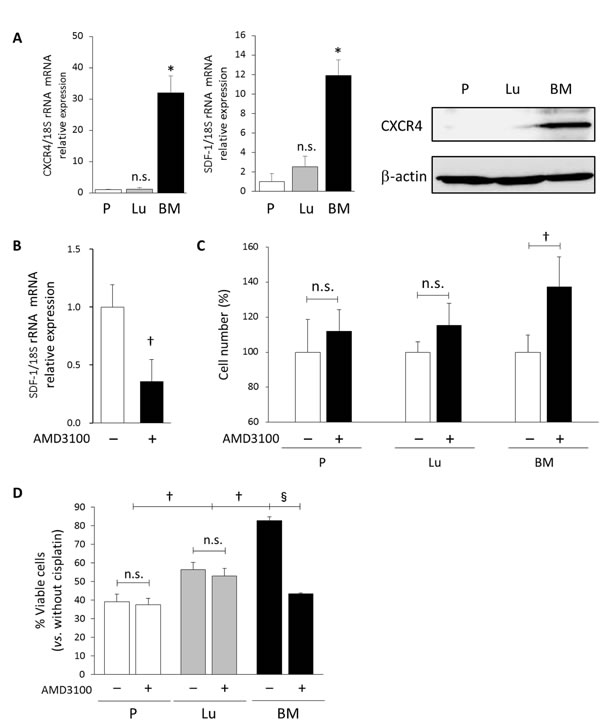 Autocrine SDF-1-CXCR4 signaling maintains a slow-cycling state and drug resistance in BM-derived DTCs.