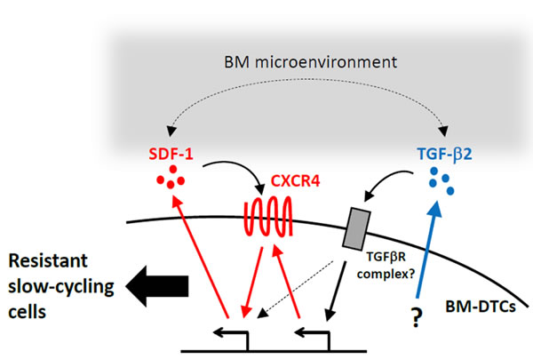 A proposed mechanism of drug resistance and the slow-cycling state in BM-DTCs.