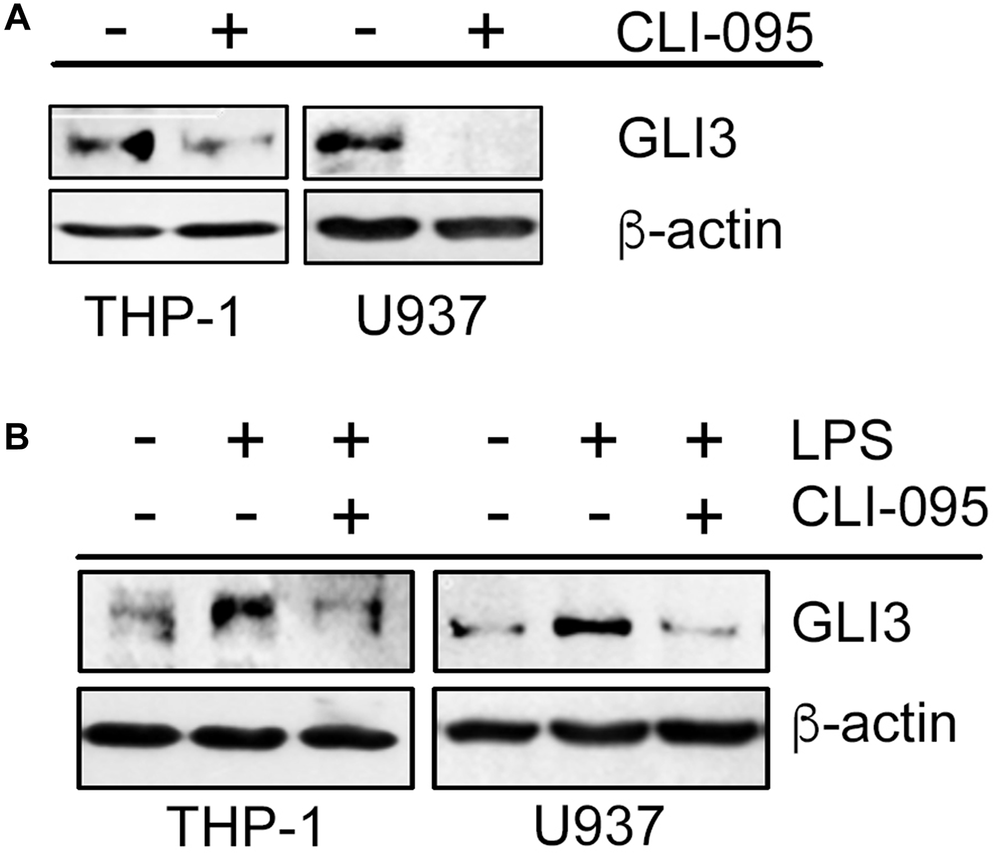 Functional TLR4 is required for GLI3 expression.