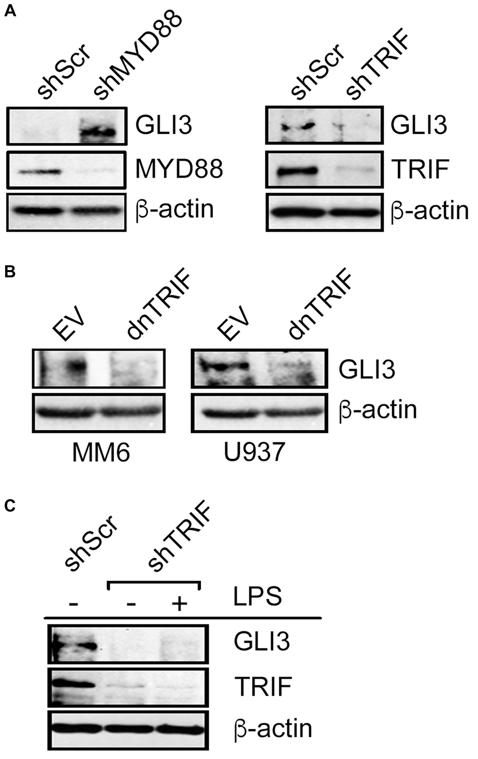 LPS-induced GLI3 is regulated by TRIF downstream of TLR4.