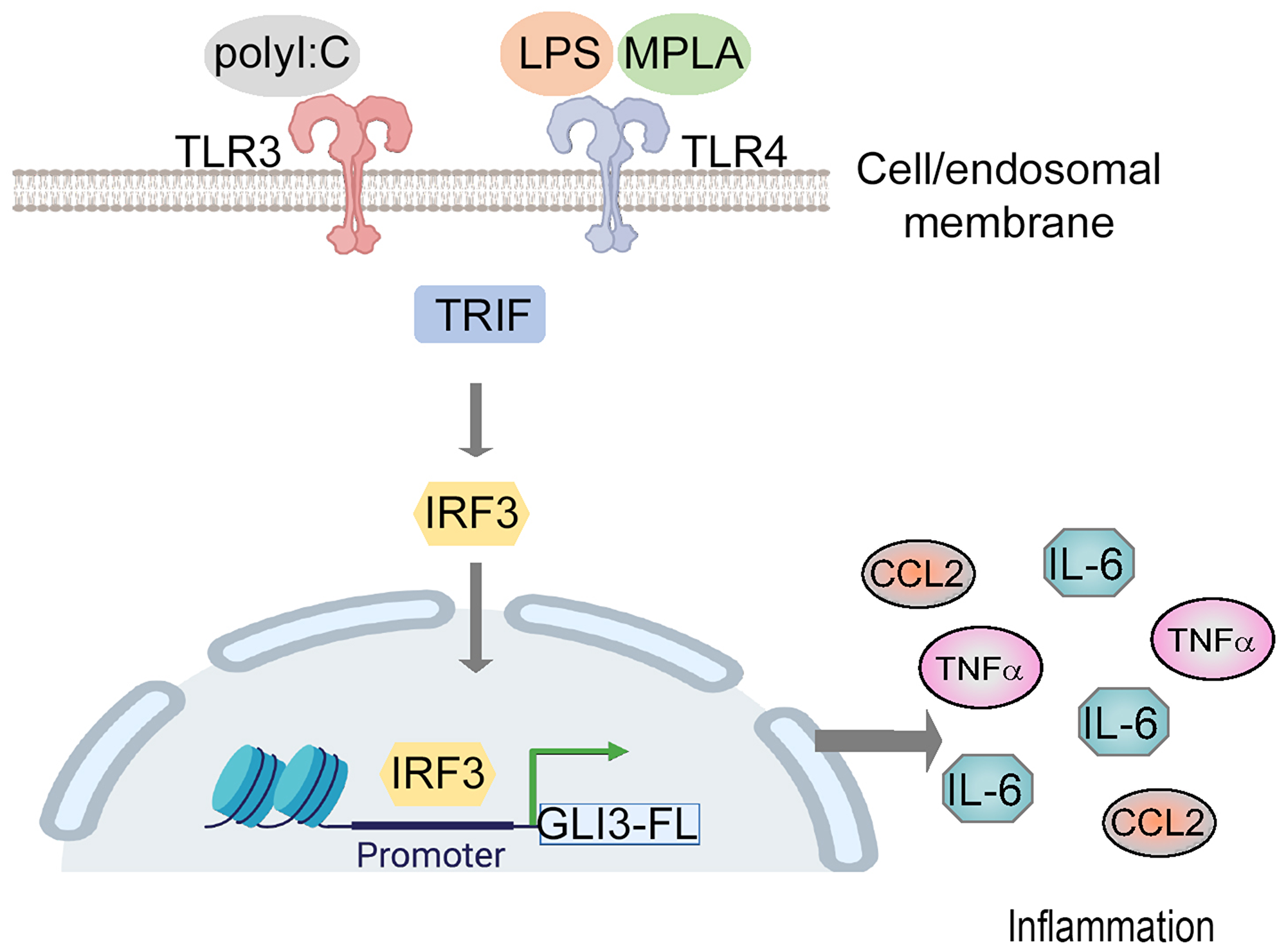 Gli3 mediates TLR-induced inflammation.