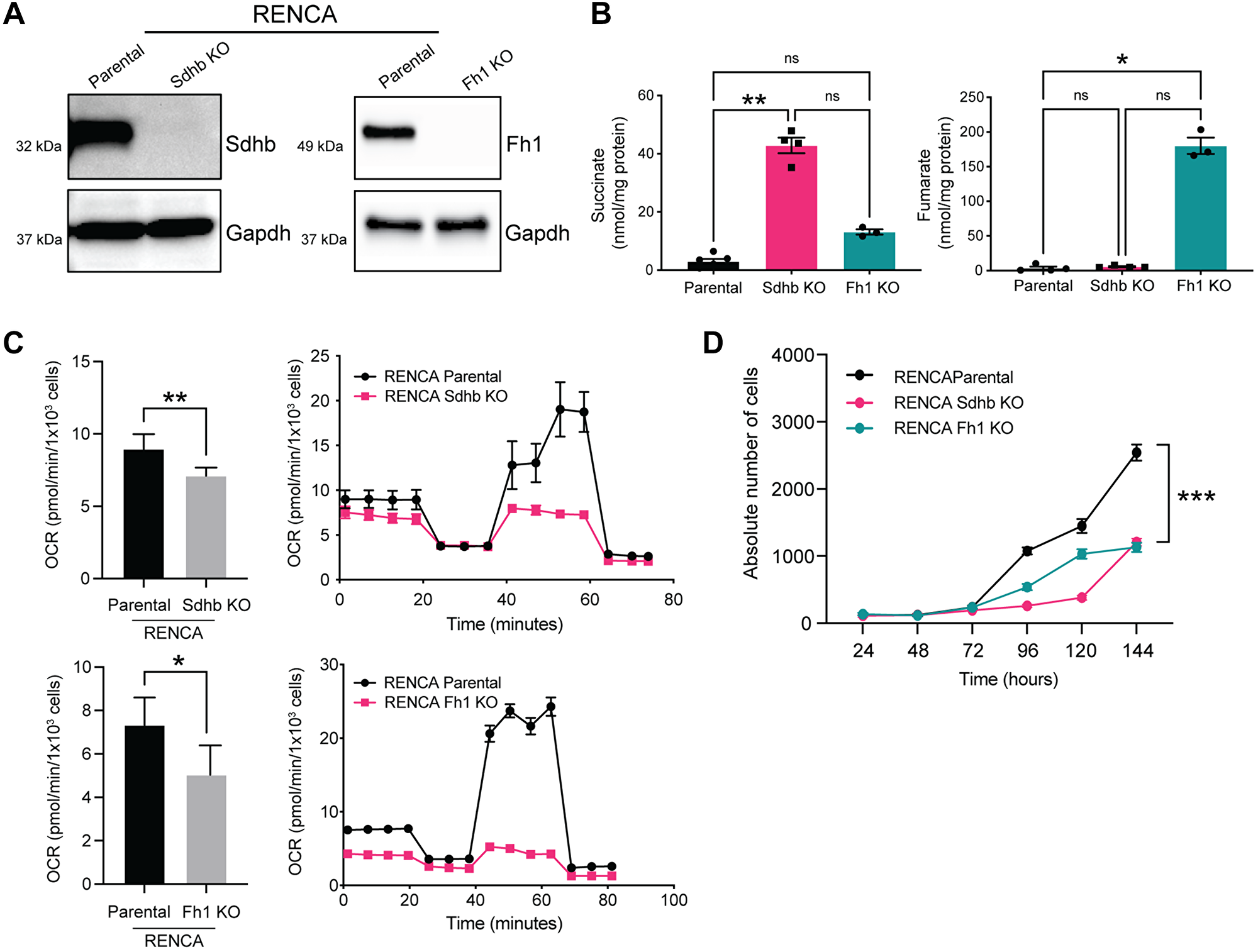 Fh1- and Sdhb-deficient cells accumulate fumarate and succinate respectively and display decreased oxygen consumption rate.