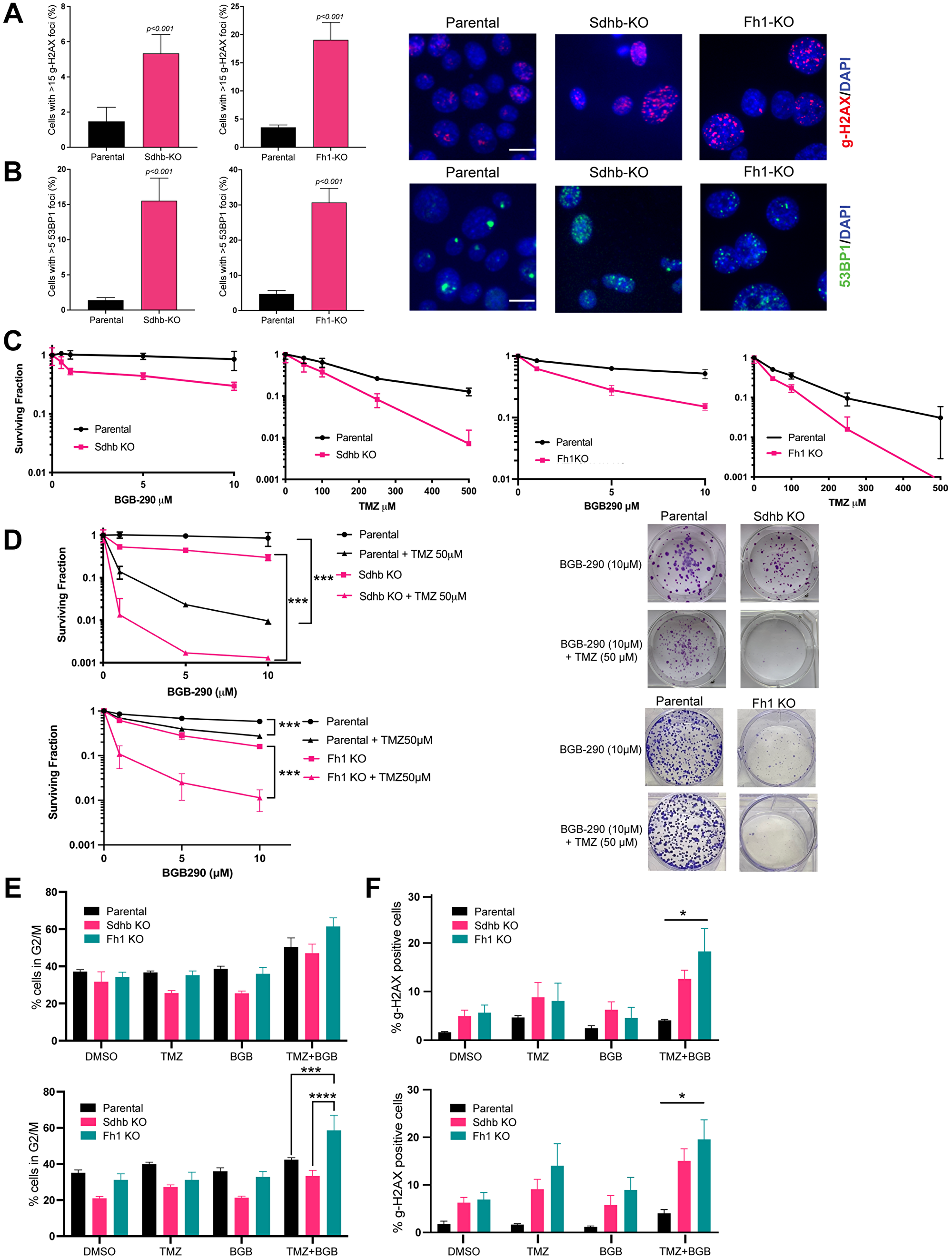 Fh1 and Sdhb-deficient cells have increased DNA damage and marked PARP-inhibitor and temozolomide sensitivity in vitro.