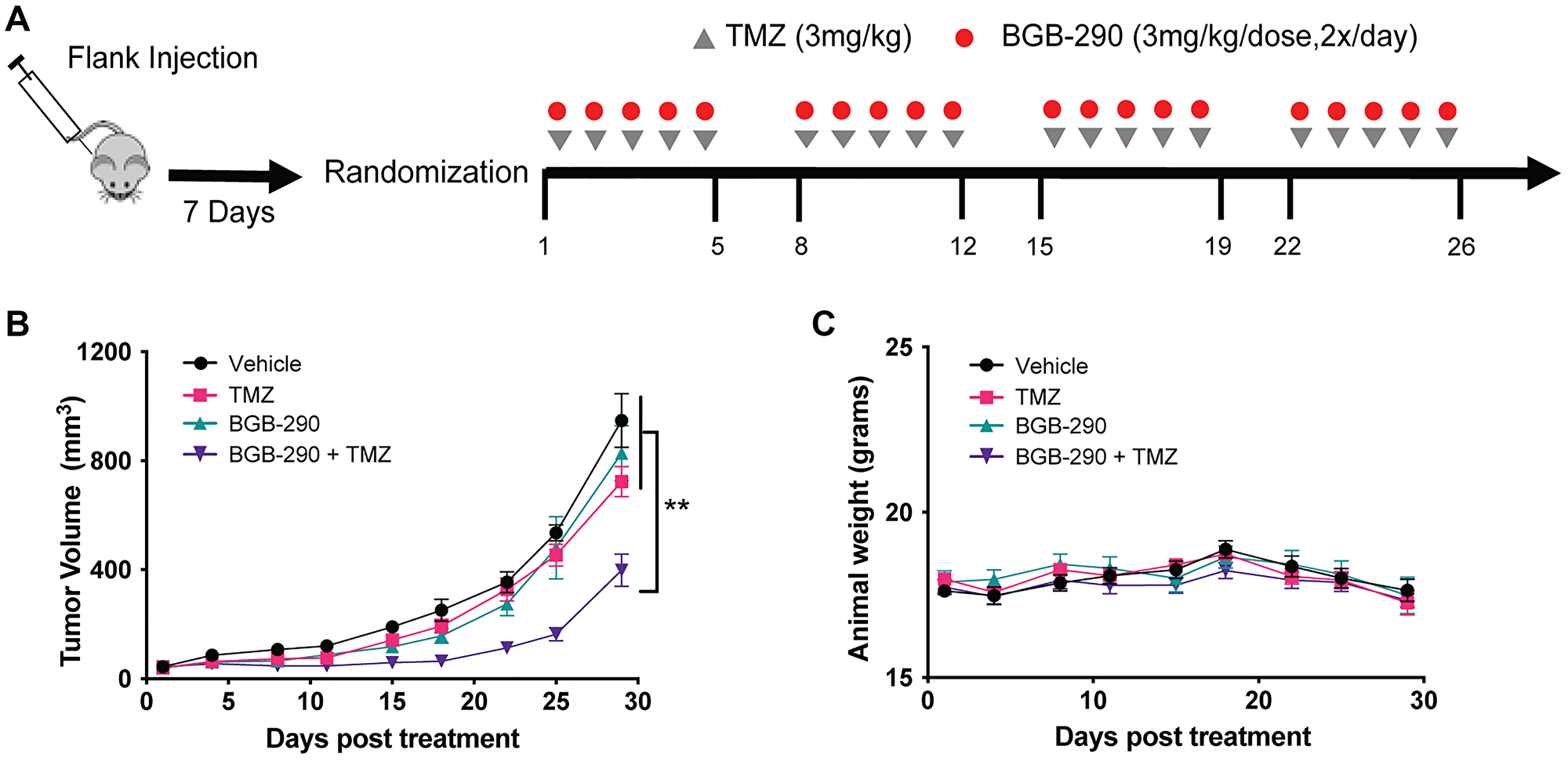 Sdhb deficiency confers sensitivity to combined PARP-inhibitor and low-dose TMZ in vivo.