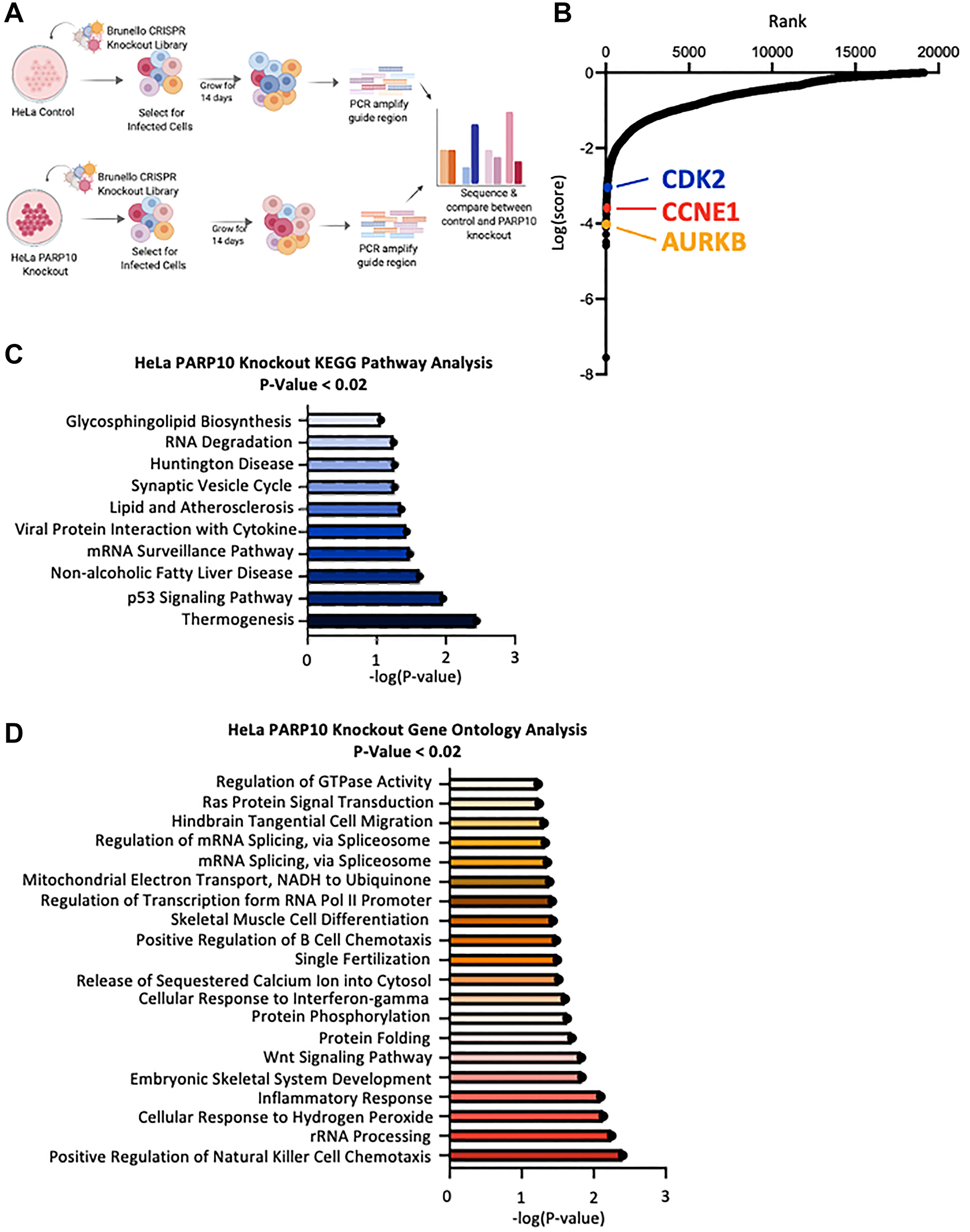 Identification of genes necessary for proliferation of PARP10-knockout HeLa cells by CRISPR-mediated genome-wide loss-of-function screening.