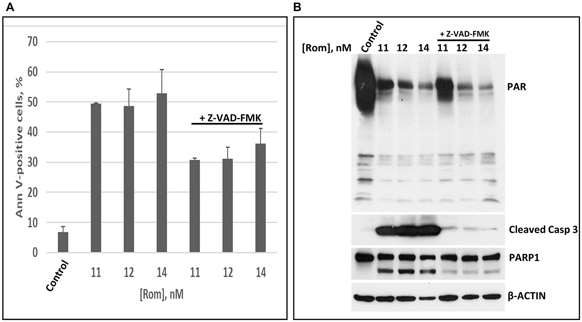 The inhibition of poly(ADP-ribosyl)ation is caspase independent.