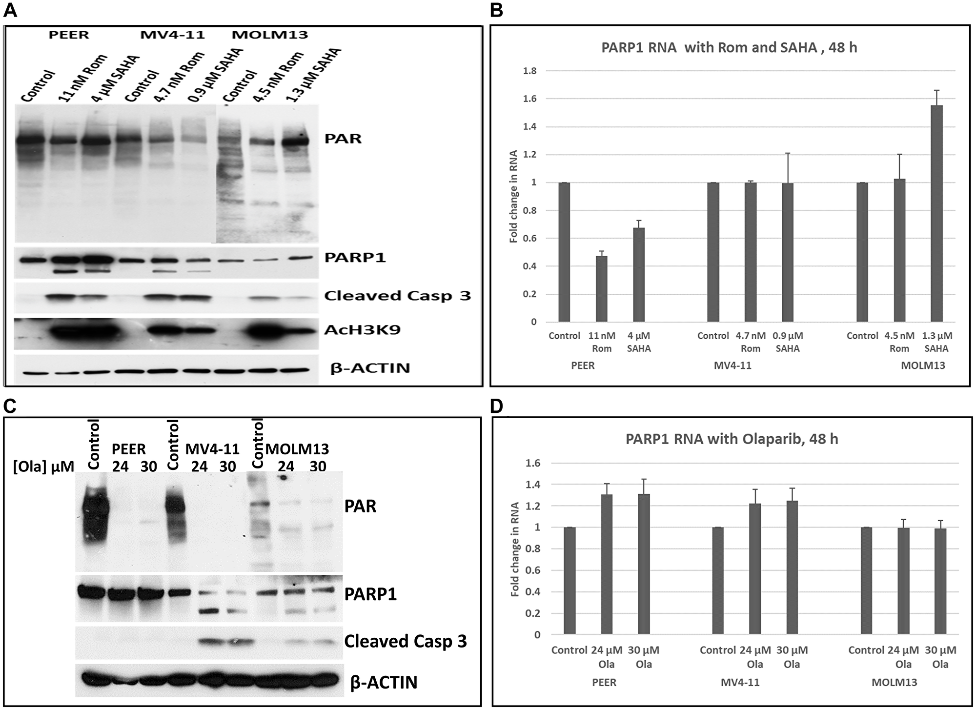 Effects of HDAC and PARP inhibitors on the transcription of the PARP1 gene.