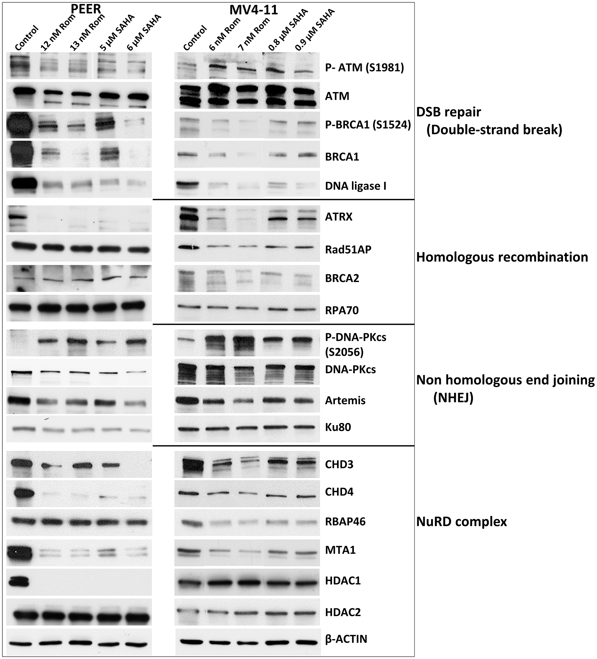 Effects of romidepsin (Rom) and SAHA on the levels and phosphorylation status of various proteins involved in DNA repair/DNA damage response in the PEER and MV4-11 cell lines.