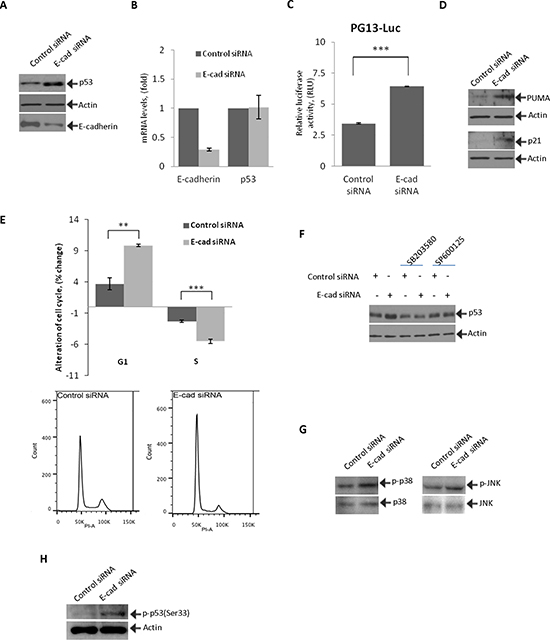 Inhibition of E-cadherin activates p53 and induces cell cycle arrest.