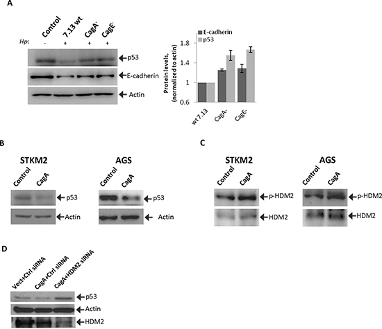 CagA is involved in the regulation of HDM2 and p53 proteins in H. pylori-infected cells.