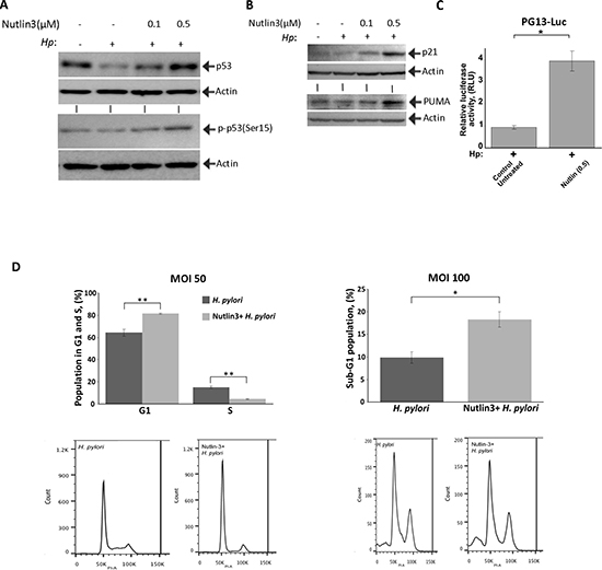 Nutlin-3 restores p53 activity and increases cell death of H. pylori-infected cells.