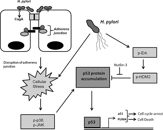 H. pylori alters p53 and E-cadherin signaling.