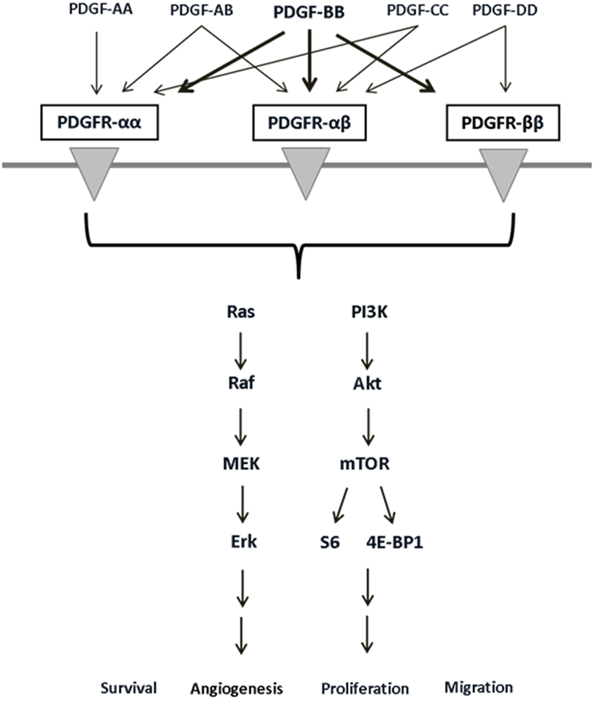 PDGF receptors, their binding ligands, and downstream signaling pathways with diverse cellular effects.