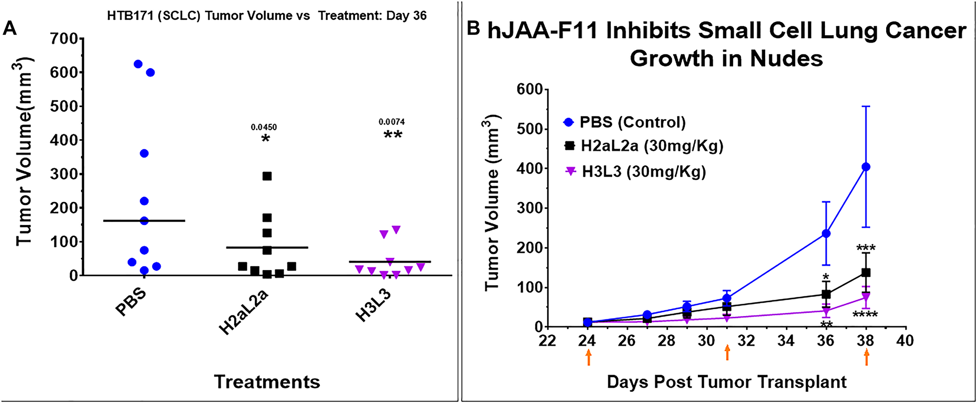 Efficacy of hJAA-F11- H2aL2a and - H3L3 in HTB171 human small cell lung cancer (SCLC) in nude mouse xenograft model.
