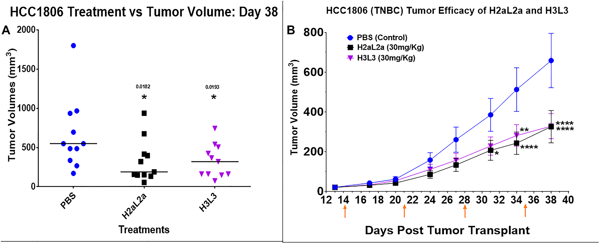 Efficacy of hJAA-F11- H2aL2a and - H3L3 in the HCC-1806 human triple negative breast cancer SCID mouse xenograft model.