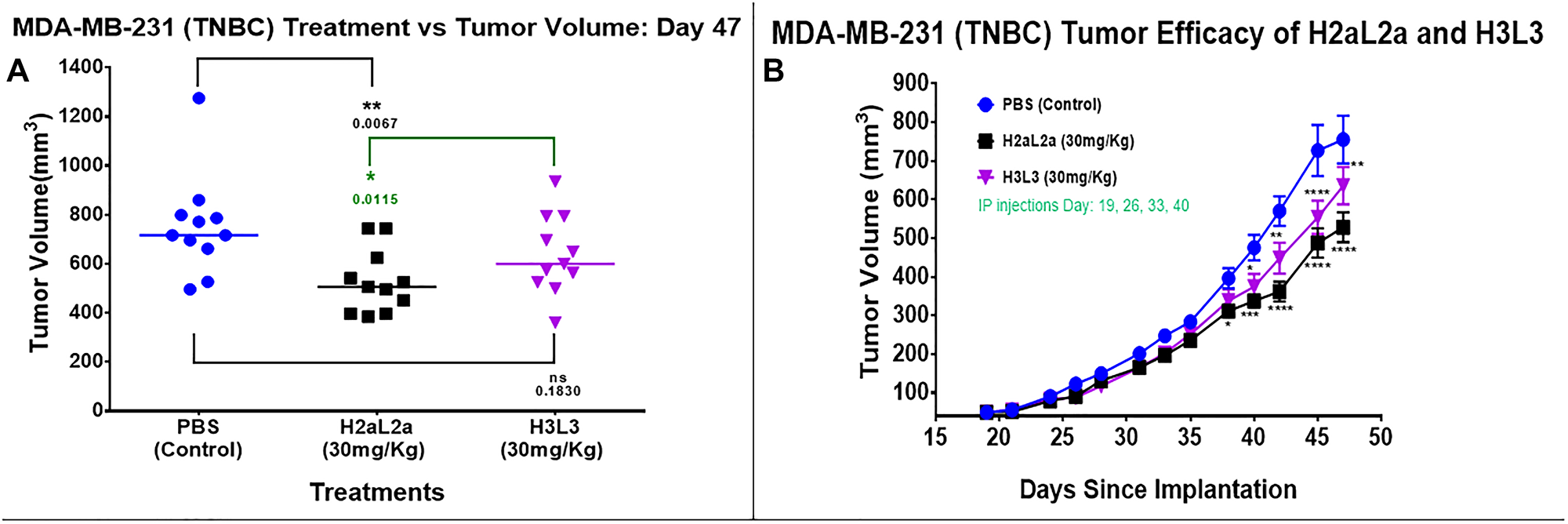 Efficacy of hJAA-F11- H2aL2a and - H3L3 in the MDA-MB-231 human triple negative breast cancer SCID mouse xenograft model.