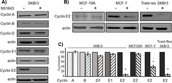 NS1643-induced hERG1 channel activity selectively inhibits cyclin E2 in breast cancer cells.